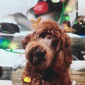 Meet your Posher, Christy